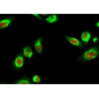 MAP2 Mouse Monoclonal Antibody