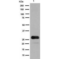 GFP  (FL) Antibody