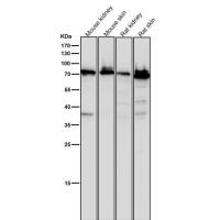 SCIN Rabbit mAb