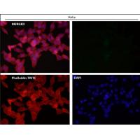 Tissue Factor Rabbit mAb