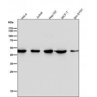 Tissue Factor Rabbit mAb