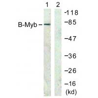 B-Myb Polyclonal Antibody