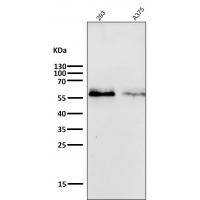 c-Myc Antibody