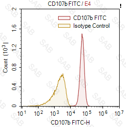 FITC anti-human CD107b