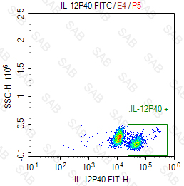 FITC anti-human IL-12p40