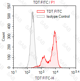 FITC anti-human TDT