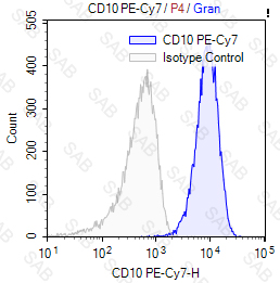 PE-Cy7 anti-human CD10