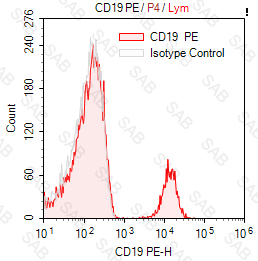 PE anti-human CD19