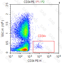 PE anti-human CD34