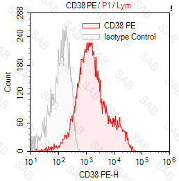 PE anti-human CD38