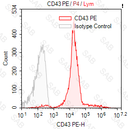 PE anti-human CD43