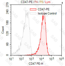 PE anti-human CD47