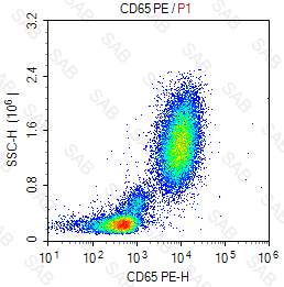 PE anti-human CD65