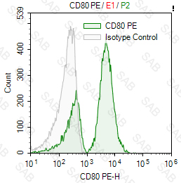 PE anti-human CD80