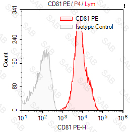 PE anti-human CD81