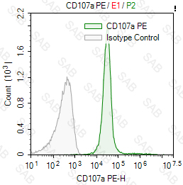 PE anti-human CD107a