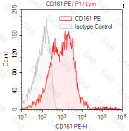 PE anti-human CD161