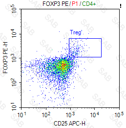 PE anti-human FOXP3