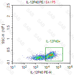 PE anti-human IL-12p40