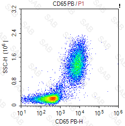 Pacific Blue anti-human CD65