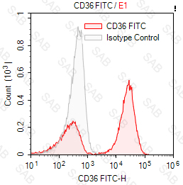 FITC anti-human CD36