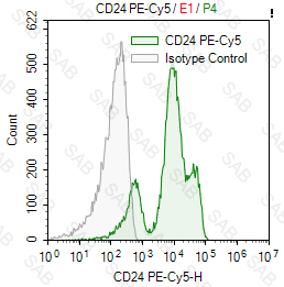 PE-Cy5 anti-mouse CD24