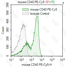 PE-Cy5 anti-mouse CD40