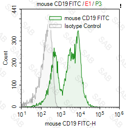 FITC anti-mouse CD19