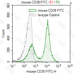 FITC anti-mouse CD38