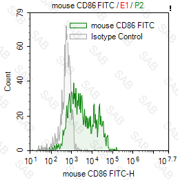 FITC anti-mouse CD86