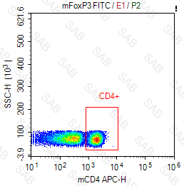 FITC anti-mouse FOXP3