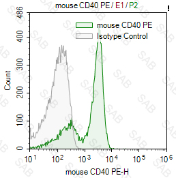 PE anti-mouse CD40