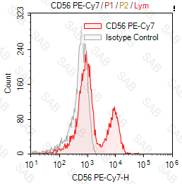 PE-Cy7 anti-human CD56