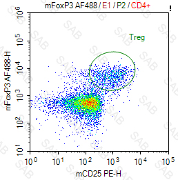 Alexa Fluor 488 anti-mouse Foxp3