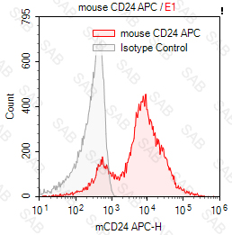 APC anti-mouse CD24