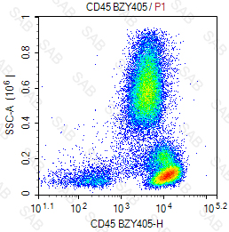 BZY405  anti-human CD45