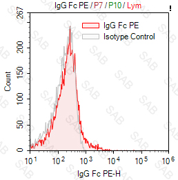 PE anti-human IgG Fc