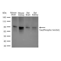 Tau(Phospho-Ser262) Antibody