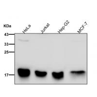 DNAJC15 Rabbit mAb