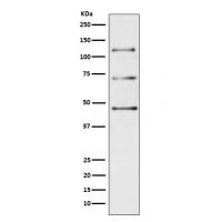 C3 Rabbit mAb