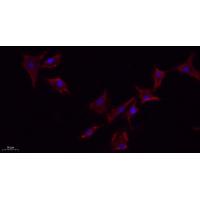 eNOS(Phospho-Ser1177) Antibody