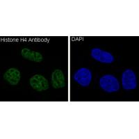 Histone H4 Rabbit mAb