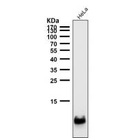 Histone H4 Rabbit mAb