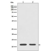 Histone H4 Rabbit mAb