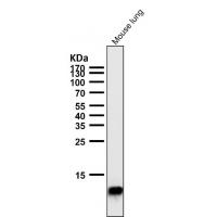 Histone H4 Rabbit mAb