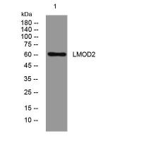 LMOD2 rabbit pAb