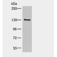 SASH1 Antibody