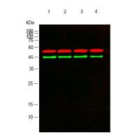 GFAP Mouse Monoclonal Antibody