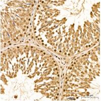 MSRB1 antibody