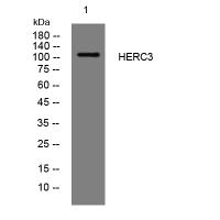 HERC3 Polyclonal Antibody